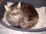 Maine Coon Digger    R:I:P: - Jeg fik kurven først 