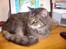 Maine Coon Digger    R:I:P: