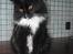 Maine Coon R.I. P min lille dreng,  Mega Good-Will " Willow" - Maine Coon Mega Willow. (17 jini-08) Vægt 4.2 kg Mors charmetrold