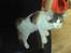 Maine Coon hope´s perle - nyt bil. 29/5-08