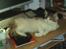 Maine Coon hope´s perle - nyt bil. 29/5-08