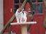 Maine Coon hope´s perle - Igen et billed som jeg har leget lidt med