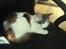 Maine Coon hope´s perle - nyt bil. 29/5-08