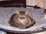 Maine Coon Digger    R:I:P: - hej mor  min tur til sansegynge ;)