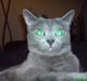 Russian Blue Linka. Ikke længere min:(