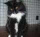 Maine Coon R.I. P min lille dreng,  Mega Good-Will " Willow"