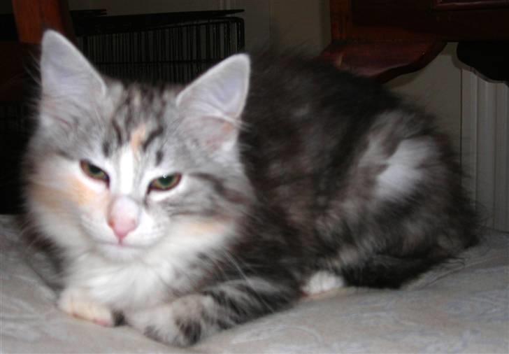 Norsk Skovkat Dixie Chicks billede 2