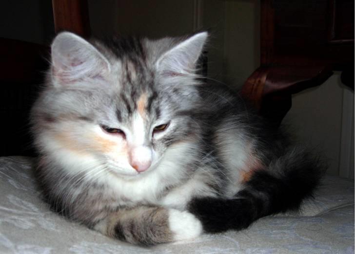 Norsk Skovkat Dixie Chicks billede 3