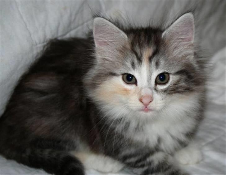 Norsk Skovkat Dixie Chicks billede 4