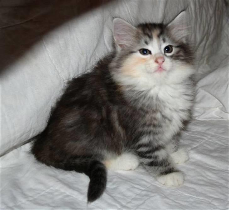 Norsk Skovkat Dixie Chicks billede 5