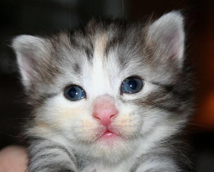 Norsk Skovkat Dixie Chicks billede 6