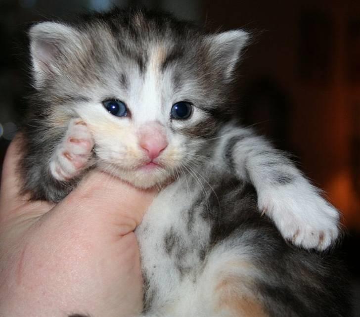 Norsk Skovkat Dixie Chicks billede 7