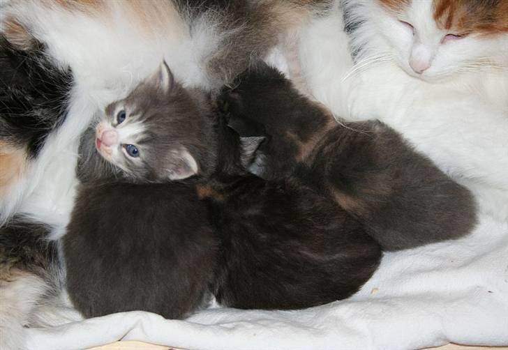 Norsk Skovkat Dixie Chicks billede 9