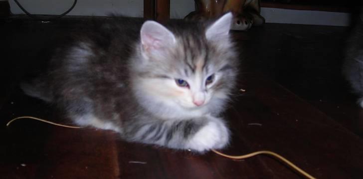 Norsk Skovkat Dixie Chicks billede 10