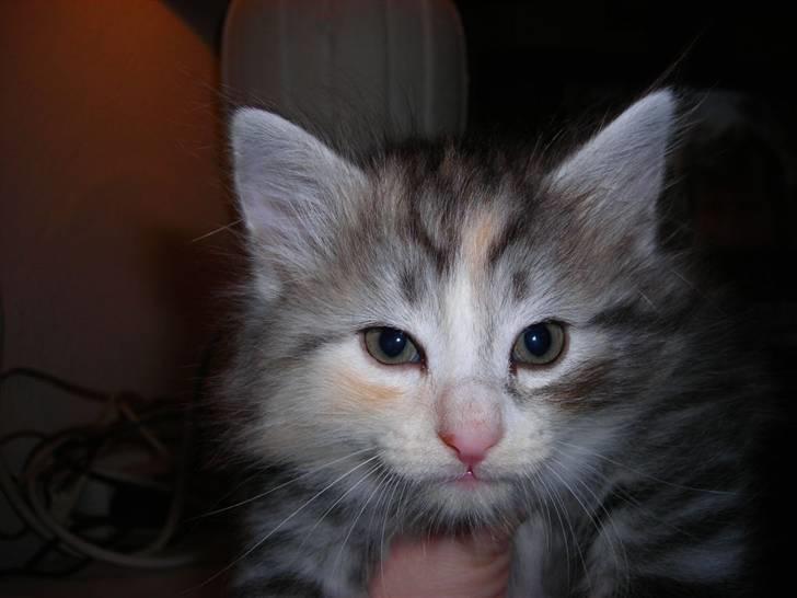 Norsk Skovkat Dixie Chicks billede 11