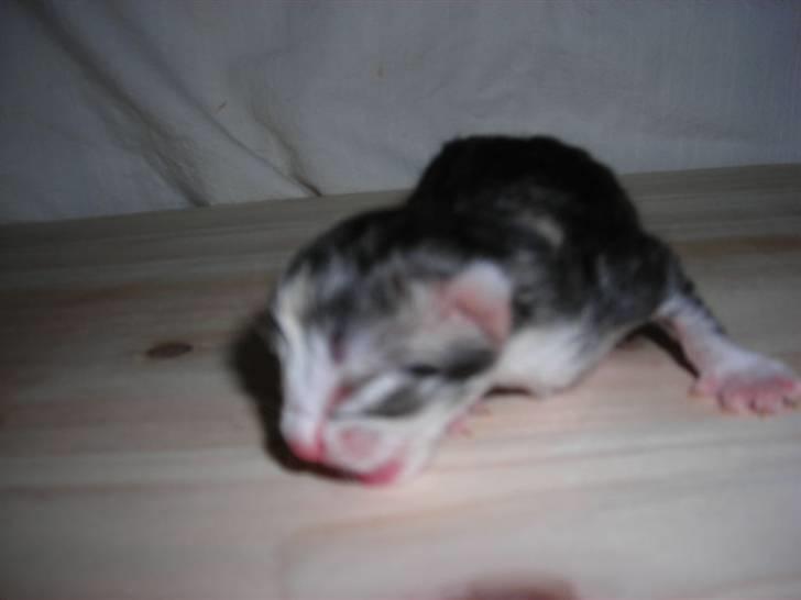 Norsk Skovkat Dixie Chicks billede 12