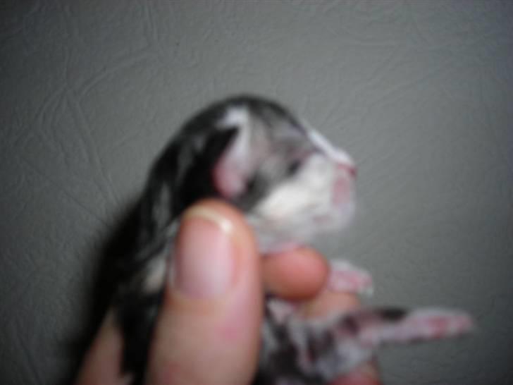 Norsk Skovkat Dixie Chicks billede 13