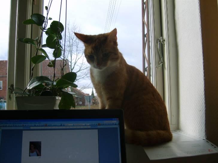 Huskat Bandit billede 11