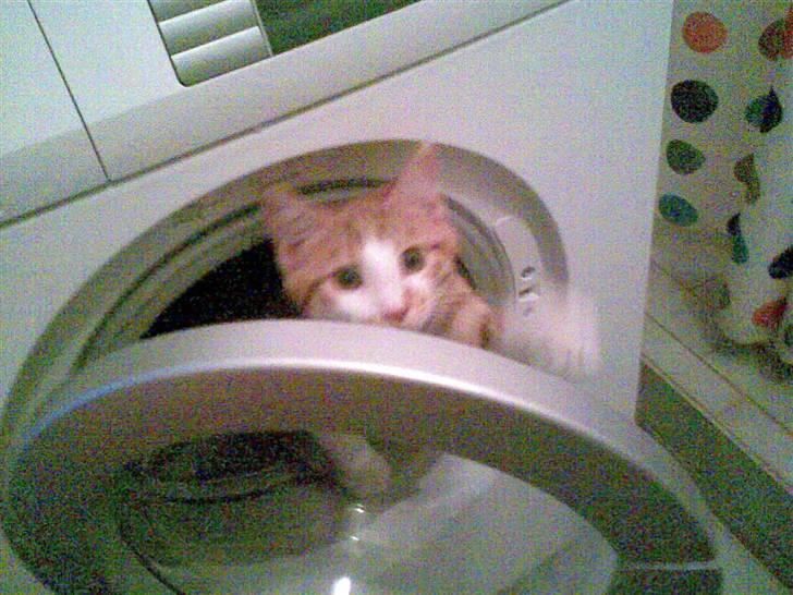 Blanding af racer Figaro - måtte lige tjekke om der var rart herinde billede 1