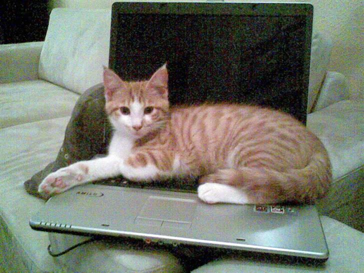 Blanding af racer Figaro - Figaro mæt og musen er væk.. billede 2