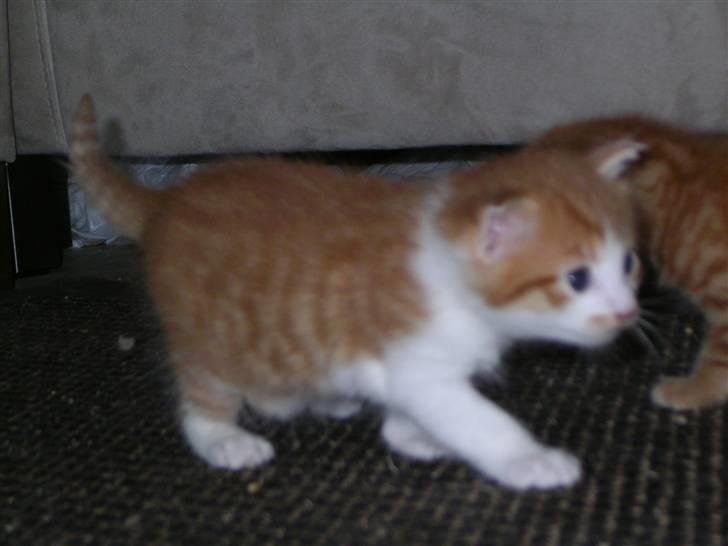 Blanding af racer Figaro - Her lille og på opdagelse billede 3