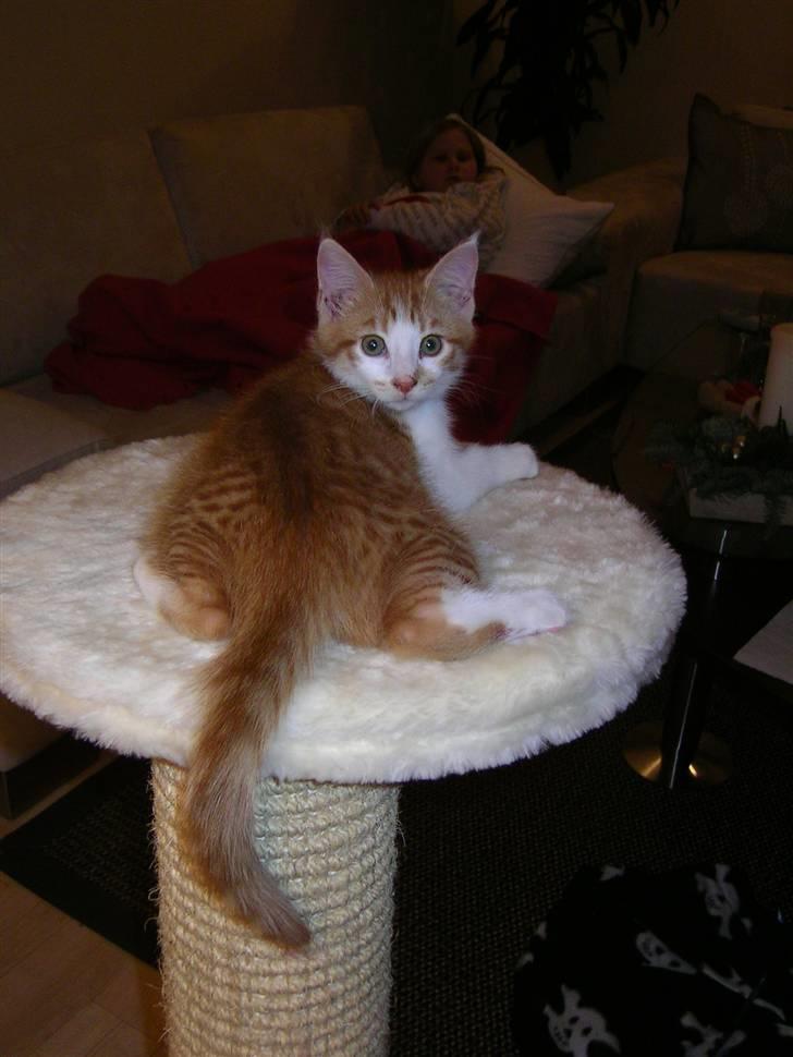 Blanding af racer Figaro - Bare skønt at ligge her og flyde, lige fået nyt bræt billede 5