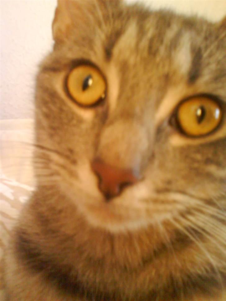 Huskat Ida aka the Diva billede 1