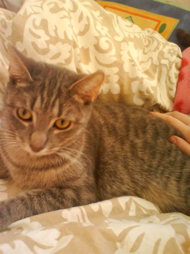 Huskat Ida aka the Diva billede 2