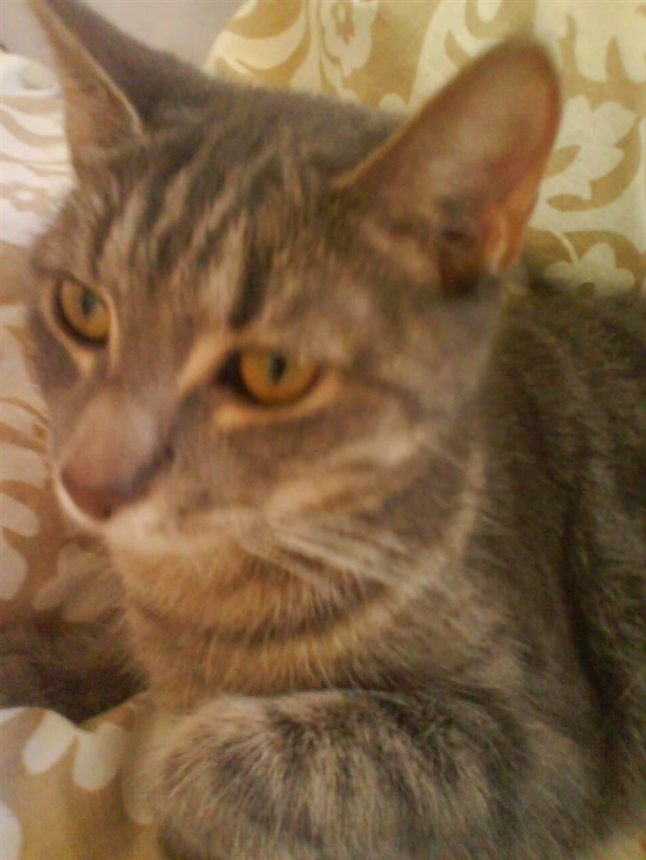 Huskat Ida aka the Diva billede 3