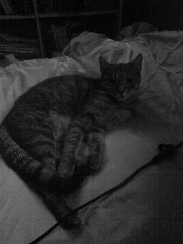 Huskat Ida aka the Diva billede 4