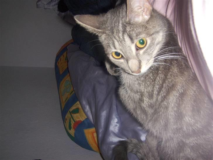 Huskat Ida aka the Diva billede 5