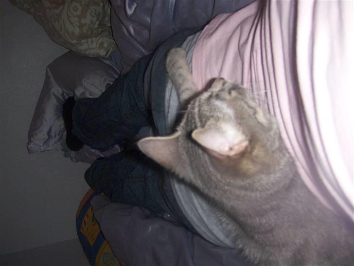 Huskat Ida aka the Diva billede 6