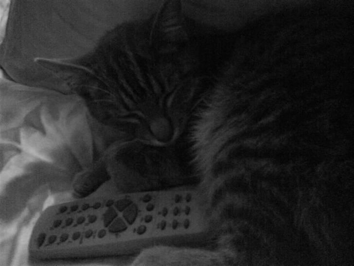 Huskat Ida aka the Diva billede 7