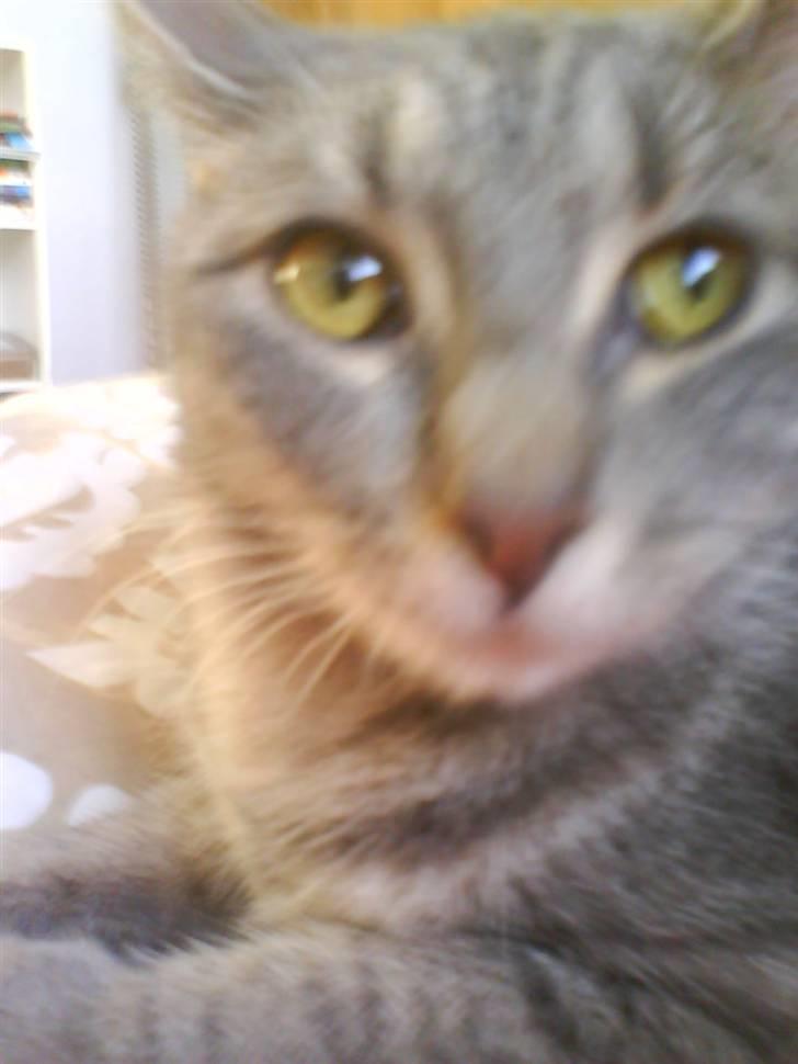 Huskat Ida aka the Diva billede 8