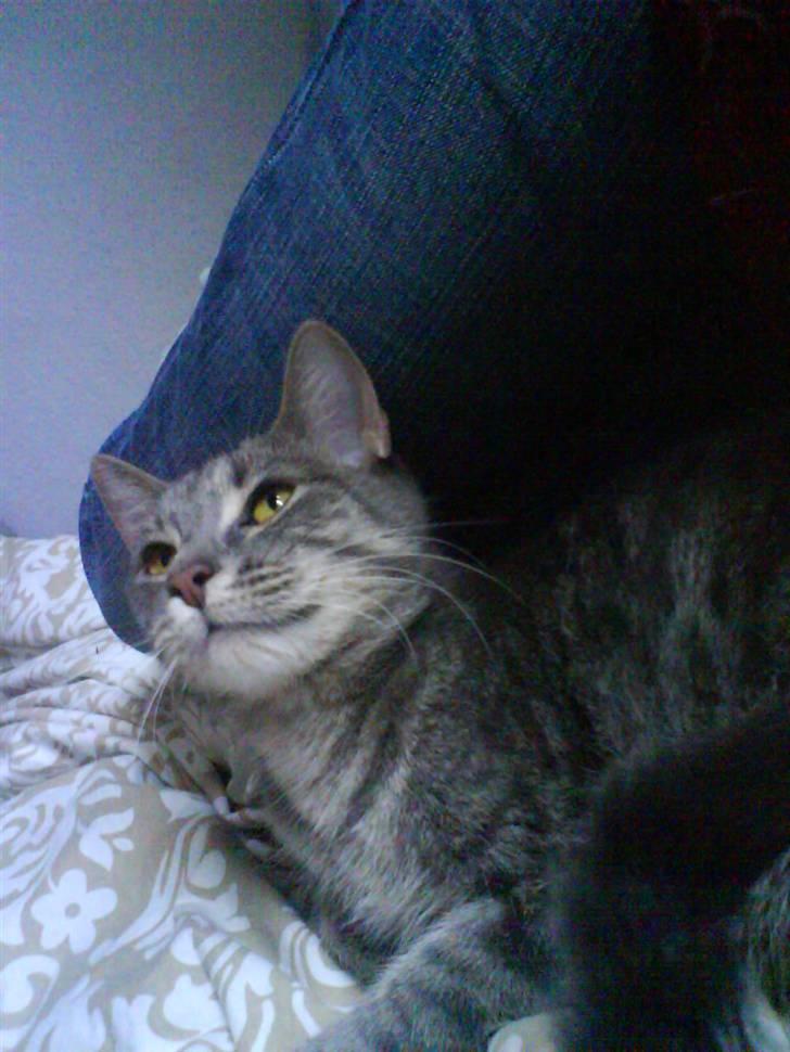 Huskat Ida aka the Diva billede 9