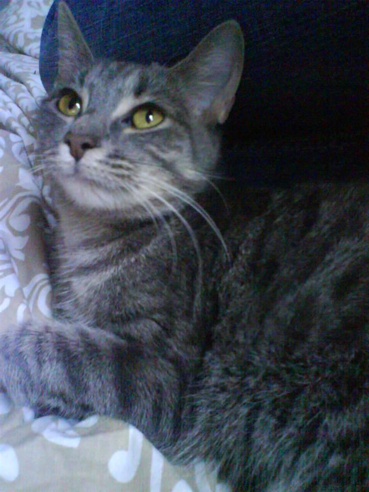 Huskat Ida aka the Diva billede 10