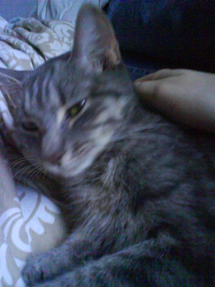 Huskat Ida aka the Diva billede 11