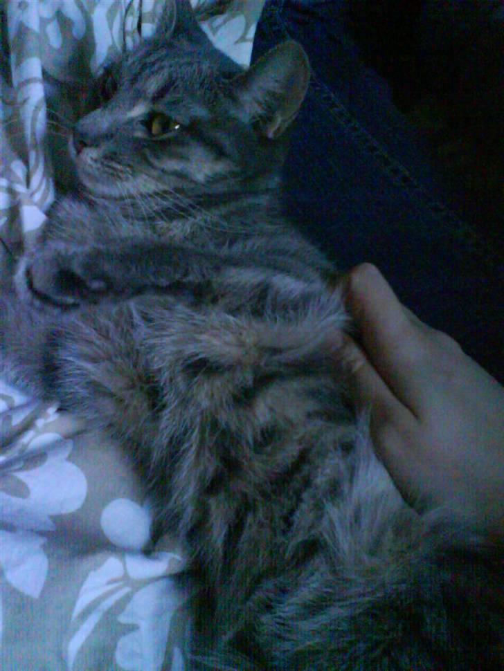 Huskat Ida aka the Diva billede 12