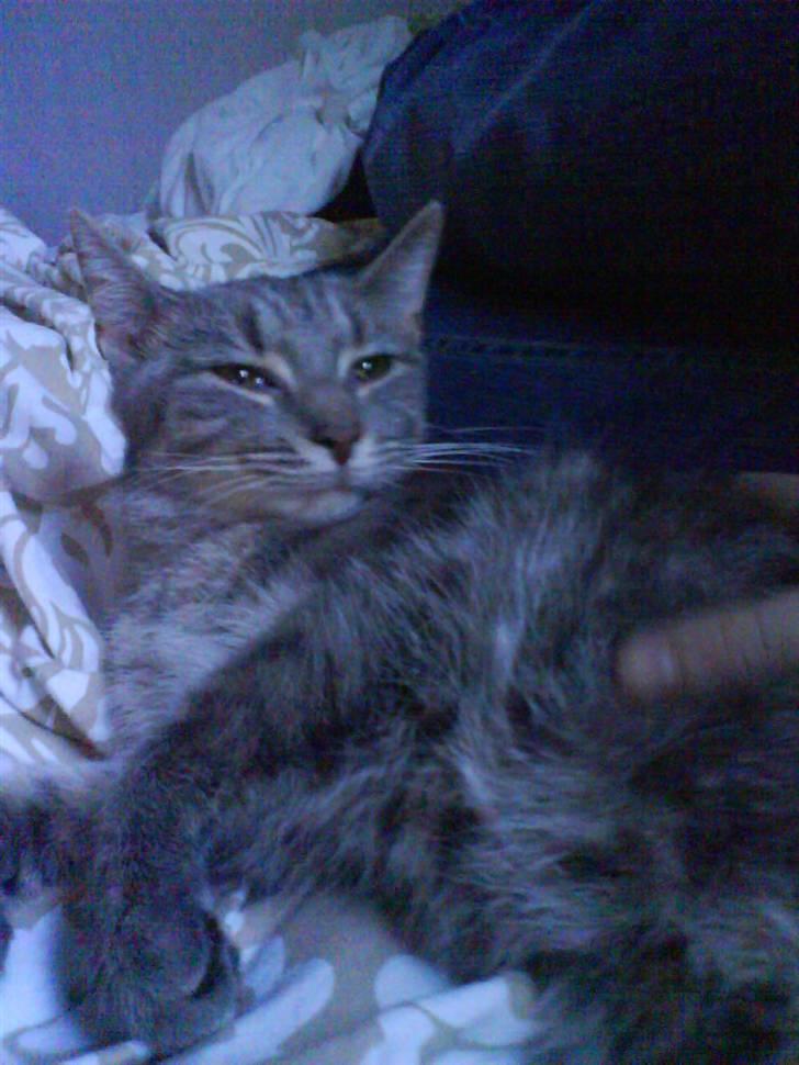 Huskat Ida aka the Diva billede 13