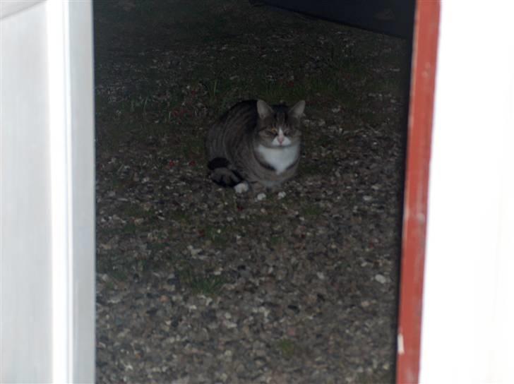 Huskat Mads avlivet ;( R.I.P! - Smukke Mads billede 1