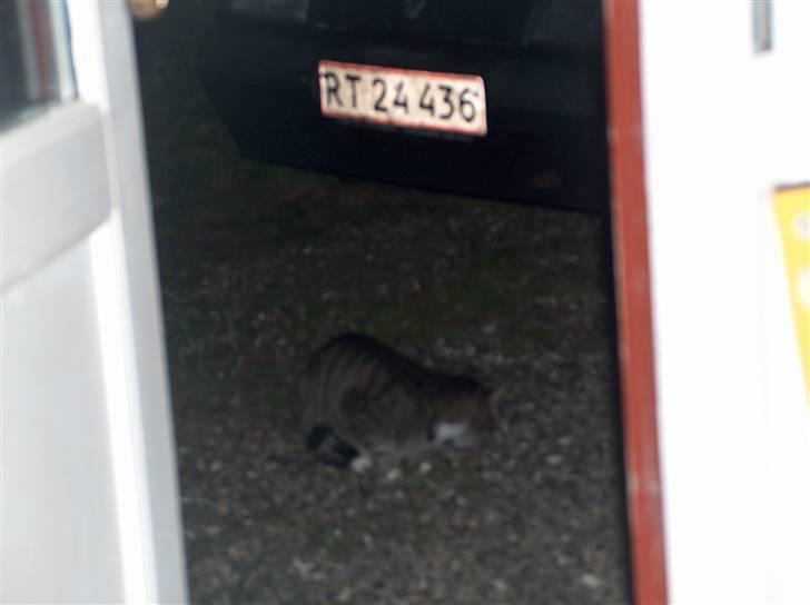 Huskat Mads avlivet ;( R.I.P! - Mads billede 2