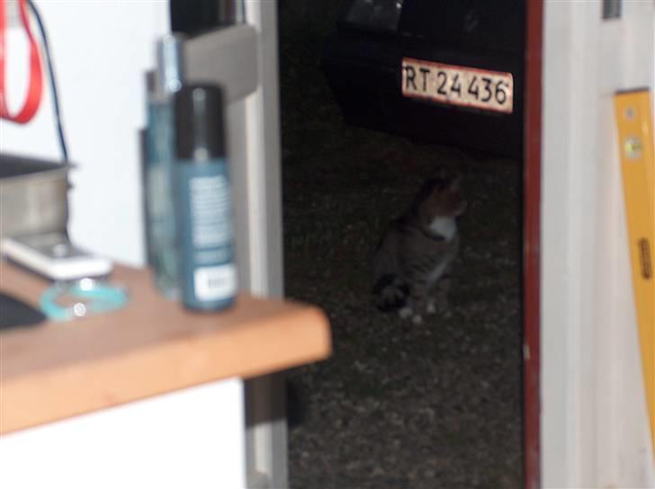 Huskat Mads avlivet ;( R.I.P! - Undskyld billede kvaliteten billede 4