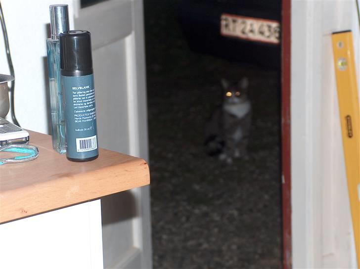 Huskat Mads avlivet ;( R.I.P! - Undskyld billede kvaliteten billede 5