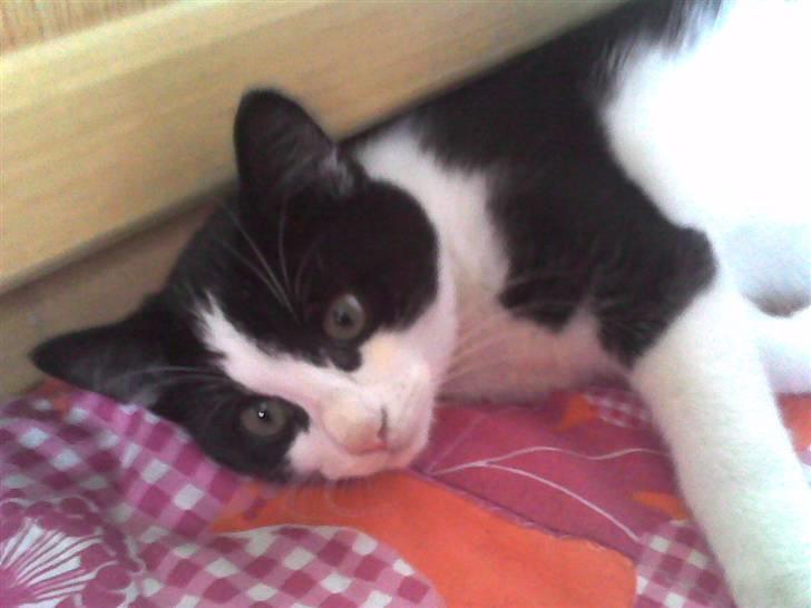 Huskat Nuzer - Nuzer er så sød billede 1