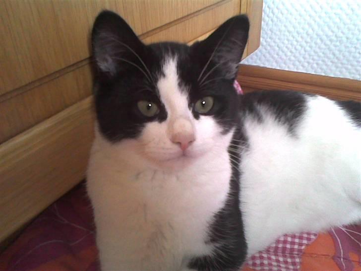 Huskat Nuzer - Nuzer er nysgerig billede 2