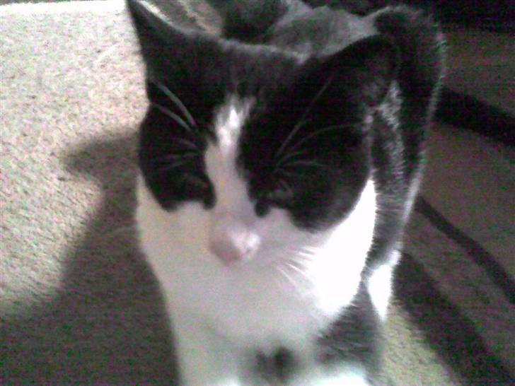 Huskat Nuzer - Hej med dig billede 3