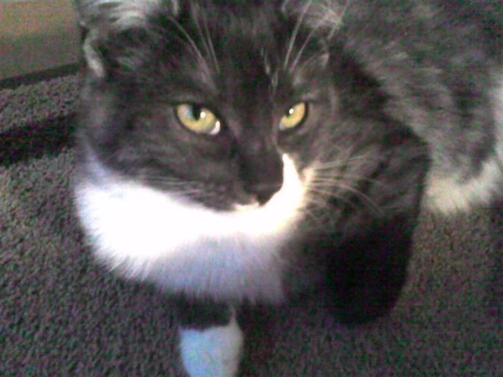 Huskat Nuzer - Det er Nuzers søster Pjevs billede 4