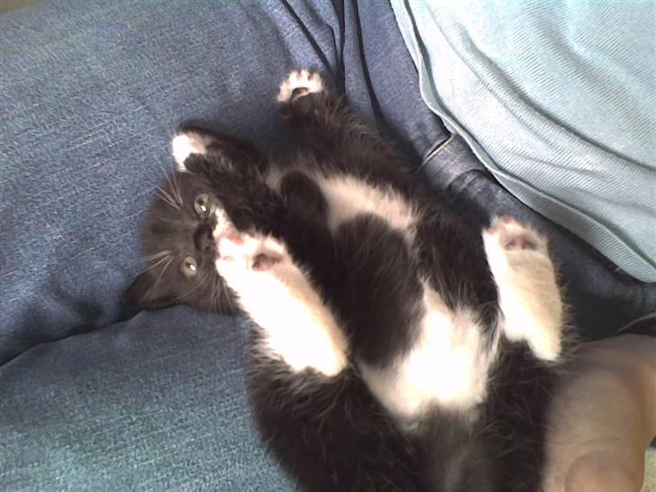 Huskat Nuzer - Nuzer og Pjeves storesøster er hun ikke sød hun er i panda humør for dig hun leger med min mor  billede 6