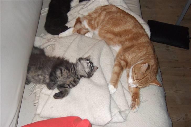 Huskat Piw - Jeg passer på mine mindre søskende billede 17