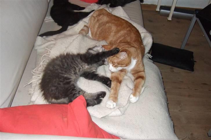 Huskat Piw billede 18